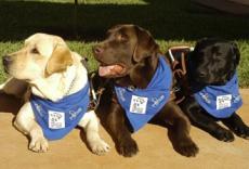 FOTO: Divulgação/Projeto Cão-Guia